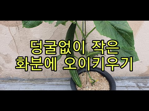 , title : '🅾️덩굴없이 작은화분에 오이키우기 [How to grow cucumbers in pots]'