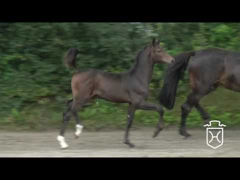 NF101 Hengstfohlen von Sandro Boy - Cassini I - Cor de la Bryère