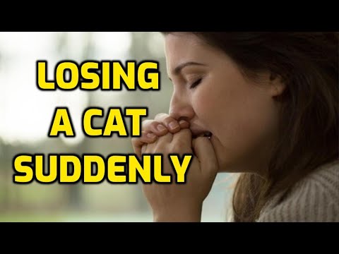 How To Prepare For Your Cat's Death?