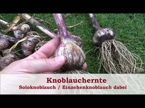 , title : 'Knoblauchernte, Soloknoblauch Einzehenknoblauch dabei'