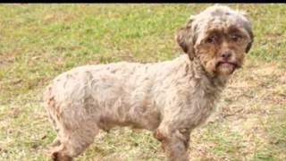 Meet Tonik, the Dog with a Human-Like Face