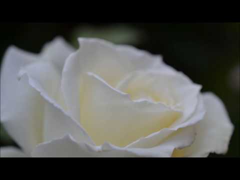 BELE ROŽE IZ ATEN - NACE JUNKAR