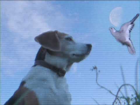 Flughand - realluv (Official Video)