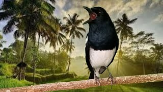 Download lagu KACER NGEPLONG GACOR MEMANCING KACER APASAJA SUPAYA BUNYI GACOR PAGI HARI mp3