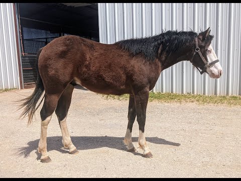 SS Got That Bling- 2020 bay stallion