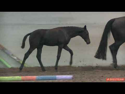 Lot 1 - Filly - Total McLaren x Cascaja (by Sandro Hit)