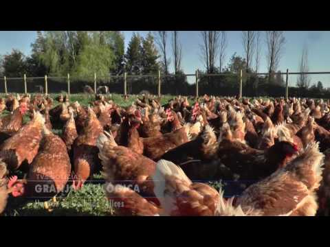 Gallinas Felices en Linares. Huevos contentos en Chile 🐔