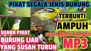 Download lagu MP3 SUARA PIKAT SEMUA JENIS BURUNG mp3 Download lagu MP3 SUARA PIKAT SEMUA JENIS BURUNG mp3
