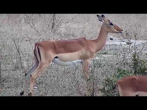 Djuma: Impalas-watch for baby movement inside stomaches - 10/15/19