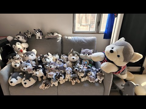 Husky Doll Collection since 20 years ago | Husky Lovers Come In!! ❤️🐺🥰