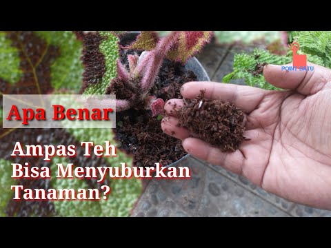 , title : 'Manfaat Ampas Teh untuk Menyuburkan Tanaman'