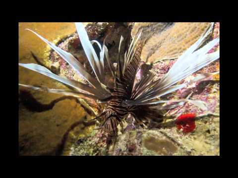 A frame from the embedded video, with a play button over the image.