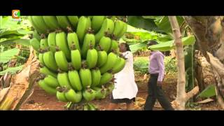 nyangorora banana processors limited company