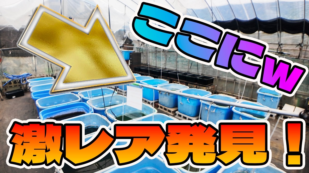 【めだか無人販売訪問】千葉編そらメダカ！まさかの激レア種発見！