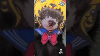 Cute Otter In Sailor Moon Costume | Oh My Puppy #Shorts