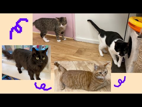 Coda | Richter | Sunita | Trucker | Frannie @ cat shelter