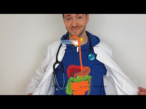 Wie verdauen wir das Essen? für Kinder erklärt