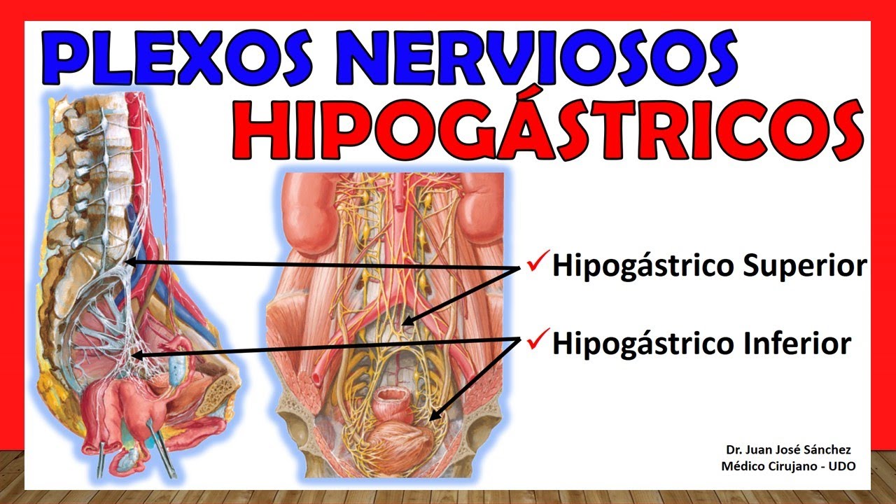 🥇 PLEXOS NERVIOSOS HIPOGÁSTRICOS (Superior e Inferior). ¡Explicación Sencilla!