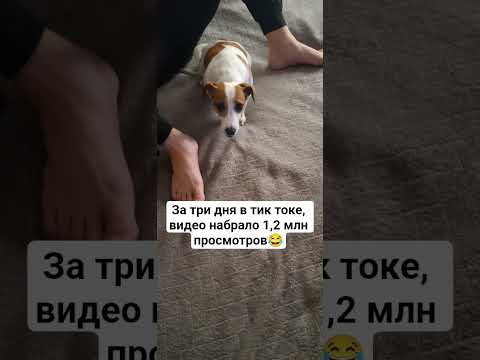 это круто👍 #dog #собака #сонечка #джекрасселтерьер #jackrussel #animals