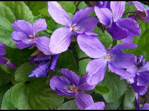 AKI A VIRÁGOT SZERETI....