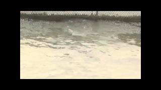 preview picture of video 'Nong Khai, Mekong fish farms, Thailand'