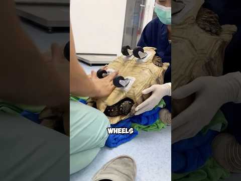 They Put Wheels on a Tortoise and THIS Happened #petshub