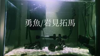 【弾き語り/環境音】勇魚/岩見拓馬 cover 水槽とギター