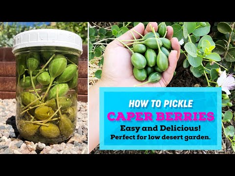 GROW Caper Bush and PICKLE your own caper buds / caper berries