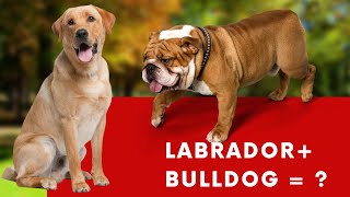 Bullador - Labrador & Bulldog Mix Info with Pictures
