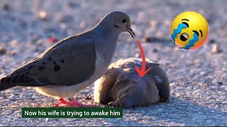 Most Insane Emotional Video Caught on Internet 😭
