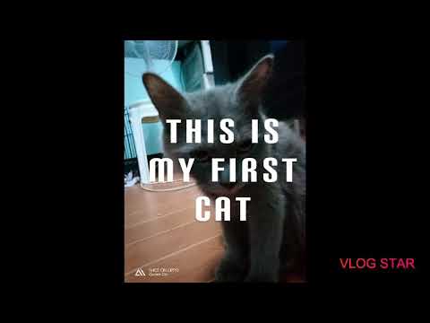 This is my cat 😂😂 the last one is die it's 4 but is dead