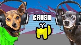 Dogs Play Among Us to Reveal Their Crush is Missing - PawZam Dogs