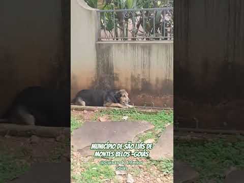 Fazenda no Município de São Luís de Montes Belos -Goiás