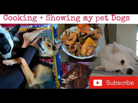 Cooking Chilli chicken + Showing my Pet Dogs 🐶 || Dipanjana Das