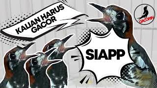 Download lagu Masteran Burung Anis Kembang Isian Bagus Full Tembakan Siap Jadi Juara mp3