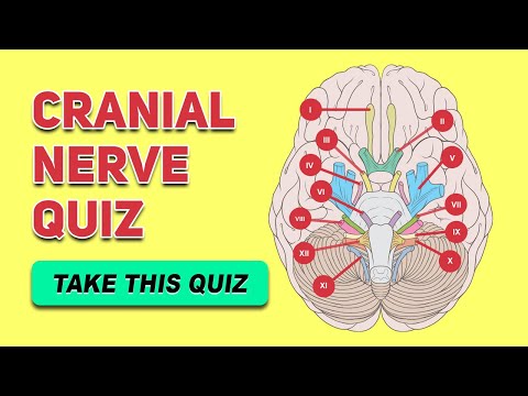 Cranial Nerves Quizlet