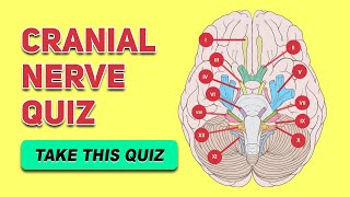 Cranial Nerve Quiz | Human Anatomy and Physiology