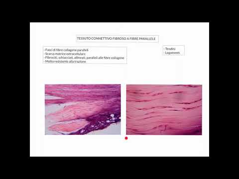 CORSO DI ISTOLOGIA LEZIONE 15 DI 30 TESSUTI CONNETTIVI PARTE 4