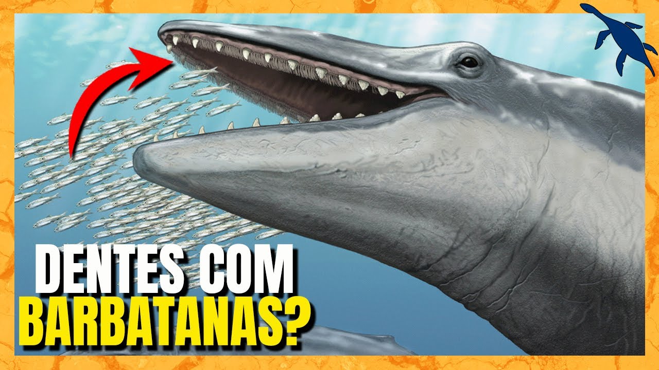 ORIGEM e EVOLUÇÃO das BALEIAS (Misticetos)