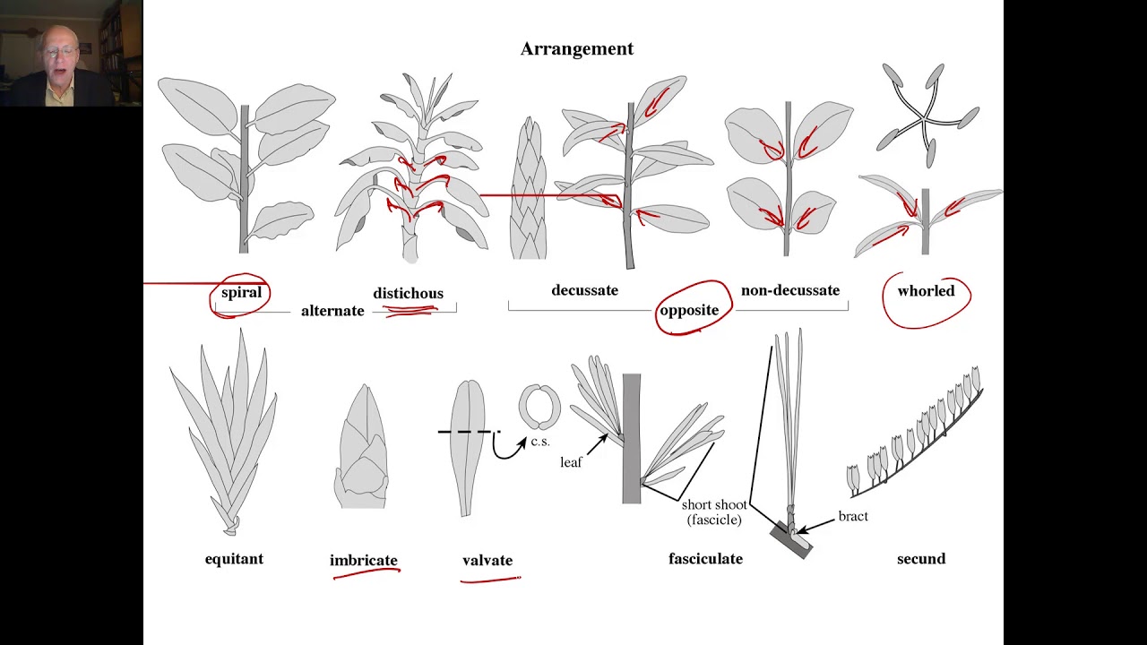 Vegetative Terminology Part 02 - YouTube