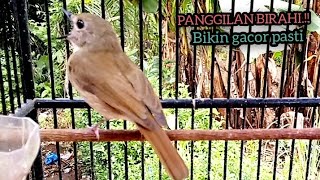 Download lagu Panggilan merdu SRDC.! mantap untuk pancingan srdc , sikatan rimbadadacoklat mp3 Download lagu Panggilan merdu SRDC.! mantap untuk pancingan srdc , sikatan rimbadadacoklat mp3