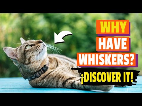 🙀¿WHY Do Cats Have Whiskers? Use it or Not