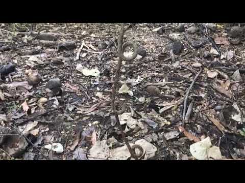 Coffin Corner - Battle of Henderson Field - October 1942
