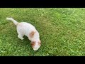Cavapoo dogs for sale: Ernie - Video 2
