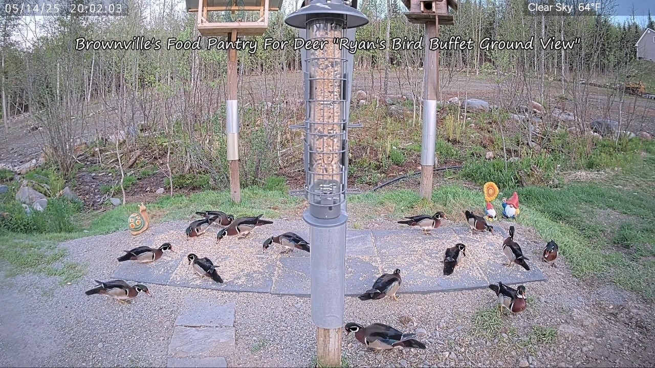 Live webcam view of Ryan's Bird Buffet Ground View