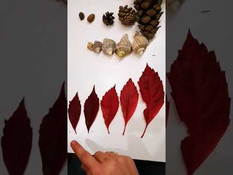 Ordonare în Șiruri crescătoare și descrescătoare