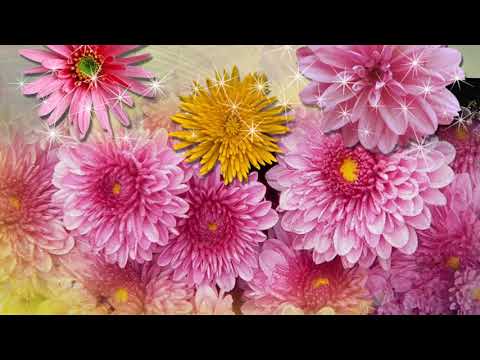 Mārtiņrozes - Aldis Drēģeris