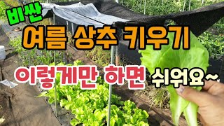 여름상추 키우기 이렇게만 하면 정말 쉬워요 여름상추 재배법 여름텃밭작물 금추