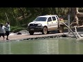 Cahills Crossing Crocodile Chasing Fisherman With Barramundi