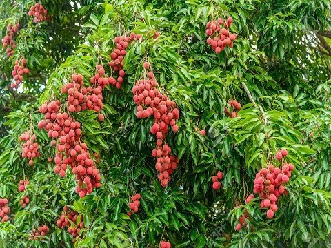 How to grow lychee tree from seeds in container